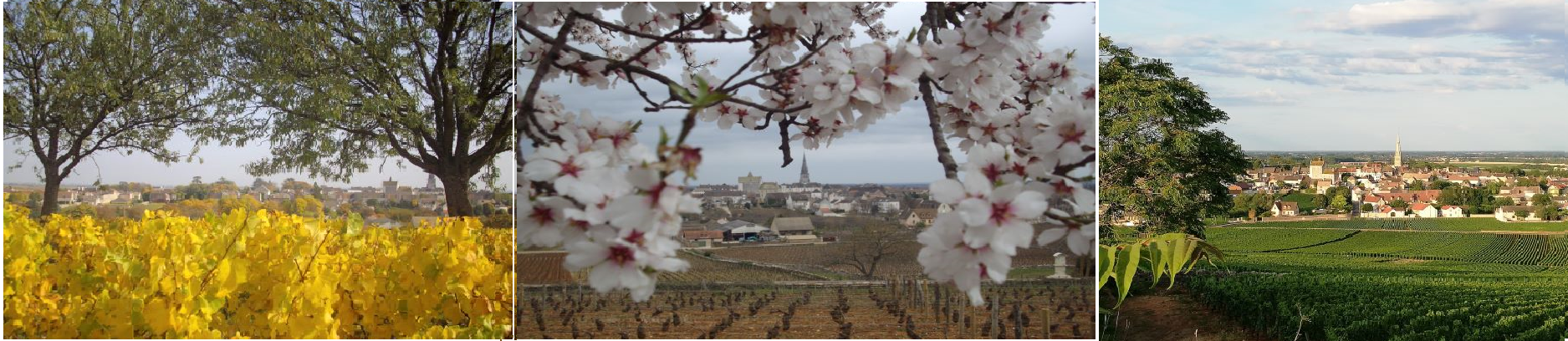 Banniere Mairie de Meursault